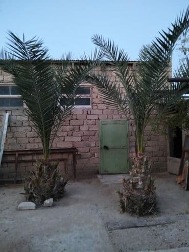 Bitkilər: Xurma palmaları – dekorativ landşaft ağacları - Növ: Xurma (phoenix — 3