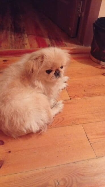Gəmiricilər: Pekines — 1