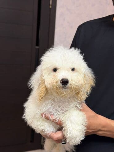 сколько стоит миниатюрный пудель: Пудель — 3