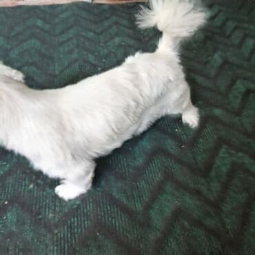 pişik bala: Pekines, 7 ay, Dişi — 5