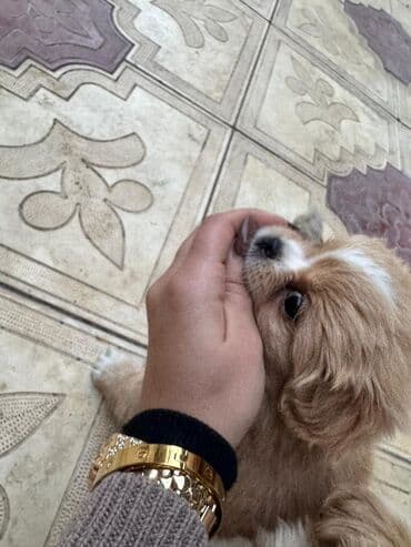 it cütləşdirmək: Pekines, 2 ay — 17