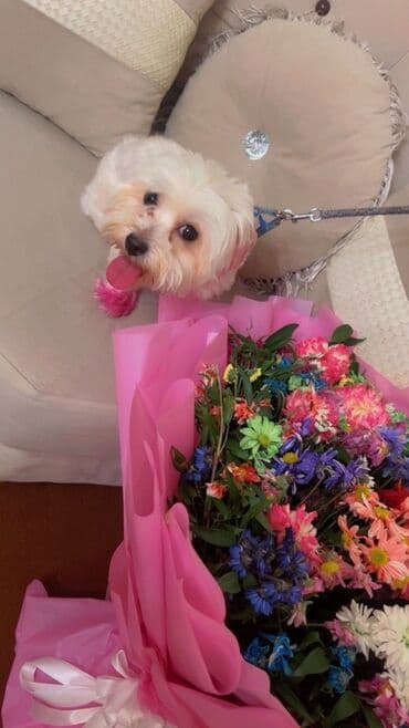 породистые собаки в добрые руки: Malta bolonka, 1 il, Dişi, Peyvəndli, Ünvandan götürmə — 5