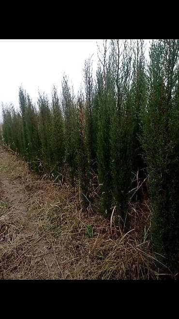 Şitillər: Məhsul: Peyzaj üçün iynəyarpaq və gül kolları - Thuja “Aurea Nana” — 6