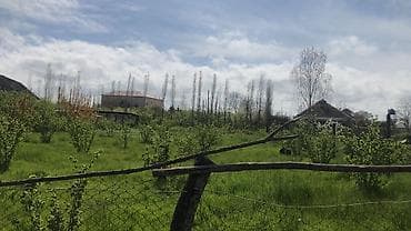 torpak: 10 sot, Kənd təsərrüfatı, Makler — 2