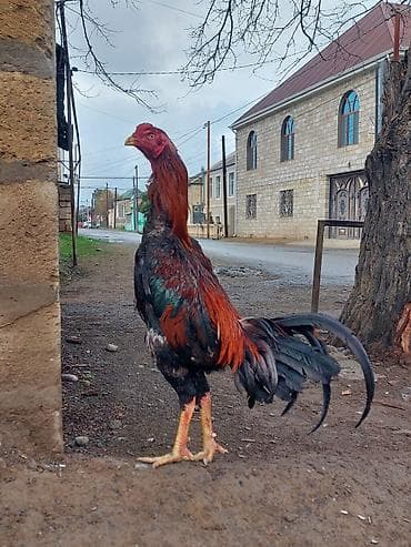 kend colpaları: Salam aleykum herkese heyratı colpası satlr 10 aylqdı super qocaq — 1