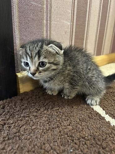 1 azn pişik: Şotland yastı qulaq, Dişi — 4