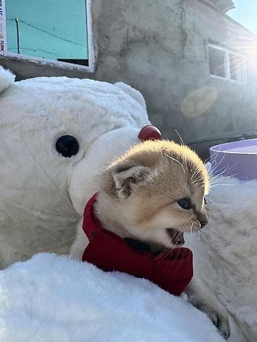 pişik geyimleri: Şotland, Yaxşı əllərə — 2
