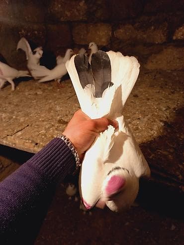 Salam.qizigin erkeydi