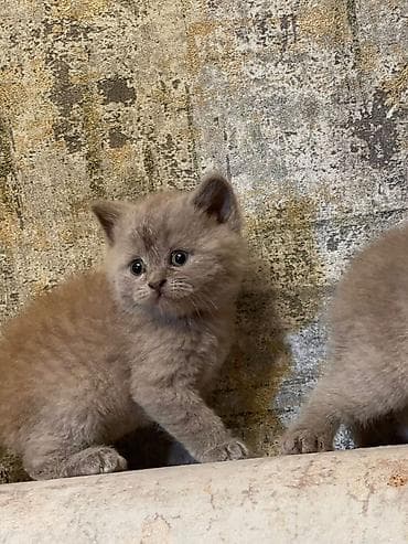 pişim: Britan, Pulsuz çatdırılma — 3