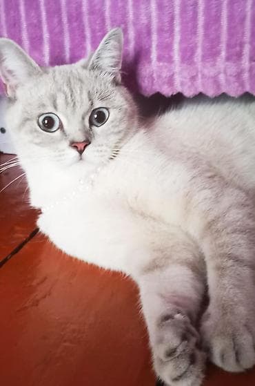 cins pisik cutlesdirme: Britan — 2