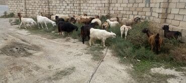 balasına süd vermeyen qoyun: 28 heyvandı 2 si boğaz qoyundu şişəkdilər 4 erkək dvır 22 keçi cavan — 1