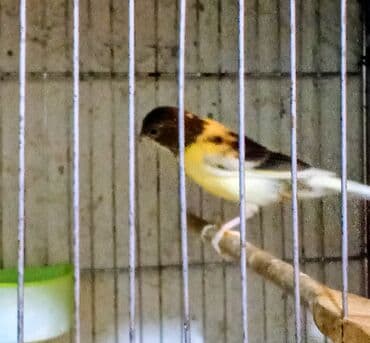 Moskviç: Erkək bülbül — 1