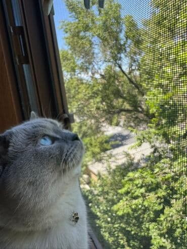 биогели средства для ногтей и кутикулы: Гель-лак для ногтей — 2