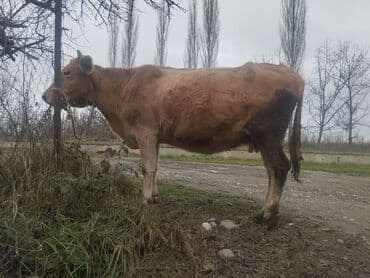 Qazlar: 2 ci qarın 8 aylıq boğazdı.süt 8 yaxşı.yaglı.sütü var sakit maldır — 1