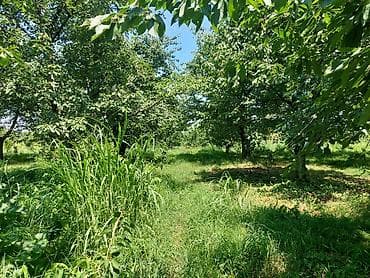 64 sot, Kənd təsərrüfatı, Mülkiyyətçi, Kupça (Çıxarış) — 8