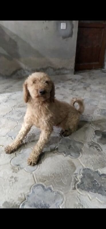 Pudel, 2 il, Erkek, Peyvəndli, Ünvandan götürmə