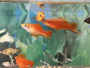 Sülhsevər, Ünvandan götürmə