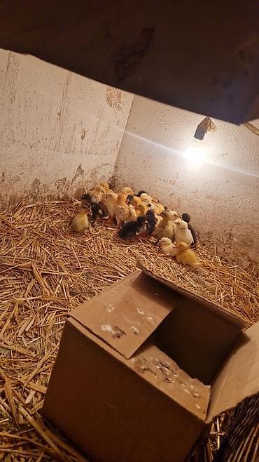 sumqayit daye: Ördək yumurtası inkubasiyası xidməti - Yumurtaların peşəkar — 7