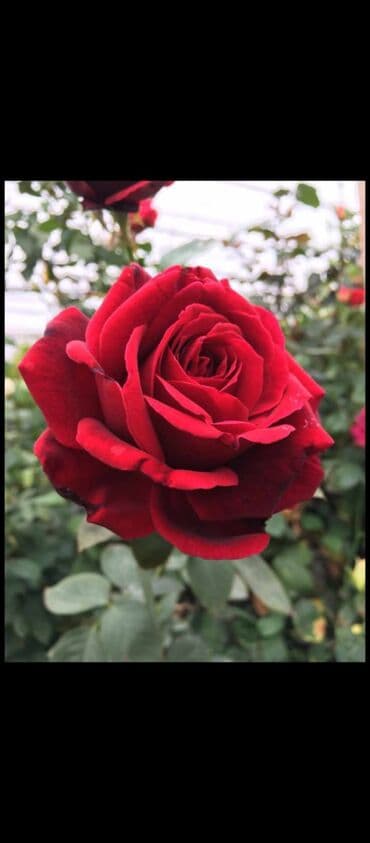 3D panellər: Gül kolları – müxtəlif rəng və sortlarda Məhsul: - İstixana və açıq — 5