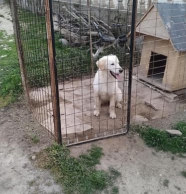 Gəmiricilər: Retriever — 6