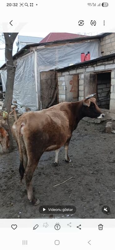 Коровы, быки: Süd inəyi – qəhvəyi rəngli, qısa buynuzlu. Bədən quruluşu iri, döş — 1