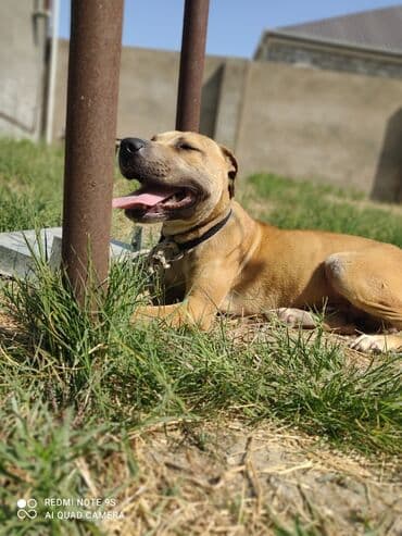 pitbul itlər: Питбуль, 7 месяцев, Самец — 2