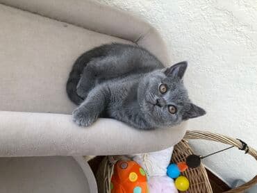 pişik şəkili: Şotland, Dişi, Erkək, Ünvandan götürmə — 33