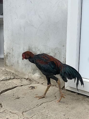 Ördəklər: Samo xoruz 8 ci ayindadir qiymət sondur ciddi alıcılar narahat elesin — 3