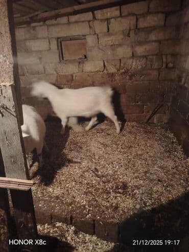 Toyuqlar: Qiymət cütünə ayıdır cütü 650 manata sani boğaz keçilər di isteyen — 4