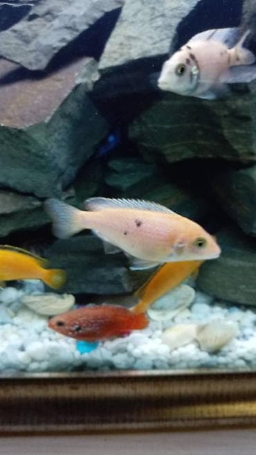 gencede it satisi: Limon fayfiş multikalor ləpart — 2