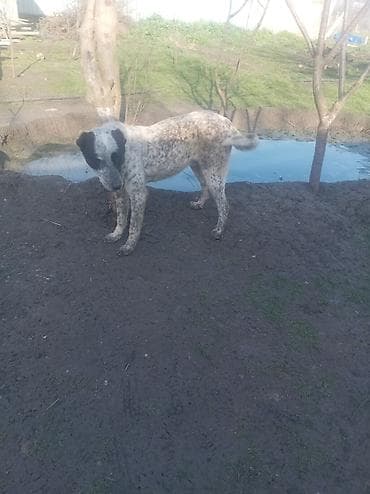 Digər heyvanlar: Qurdbasar satılır barterdə var telfonla vəya dişi itlə 7 aylığdı həyət — 1