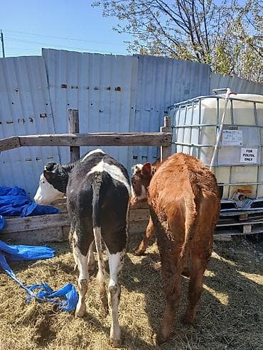 pisik ucuz: Satılır: 2 baş dana her biri disdir cut satilir tek tek satilmir ¡ - — 1