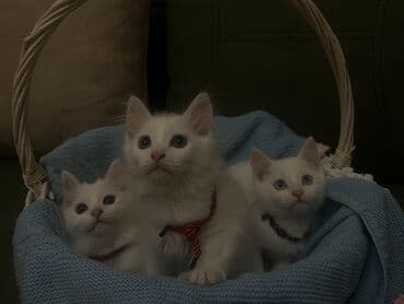 alisanın pişiyinin adı nə idi: Şinşilla, Ünvandan götürmə — 5