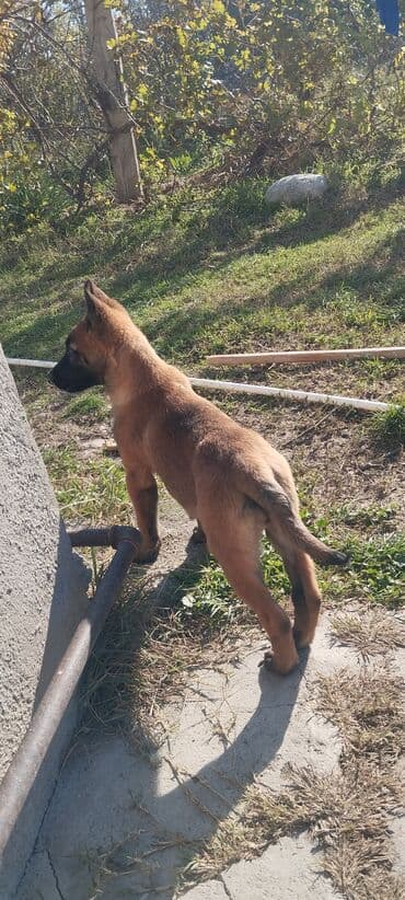 avçarka balaları: Belçika çoban iti, 3 ay, Dişi, Pulsuz çatdırılma — 7