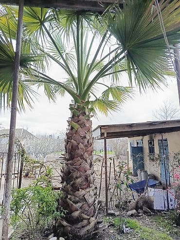 agac tingleri: Meksika Fan Xurması (Washingtonia robusta) – həyət və bağ üçün — 3