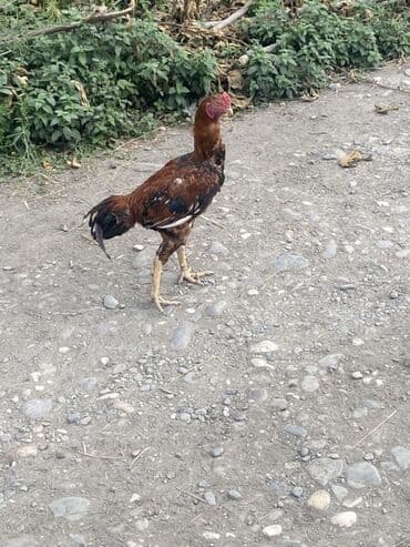 gence toyuq cuce: Barterde ederem qiymetde endirm eleyecem sortun çıxarıram die satram — 3