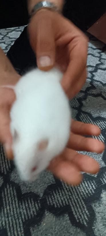 heyvanlar: Iki gundu alinib usaq qorxur deye kim istese verilir. ag rengde — 2