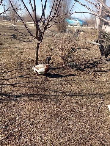 Cücələr: Erkək, Damazlıq — 6