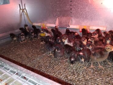 dekaratif toyuqlar: Toyuq cücələri, Ətlik — 1