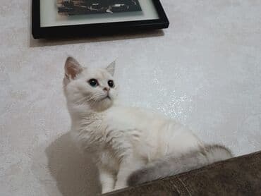 Аквариумы: Шиншилла, Самка — 4