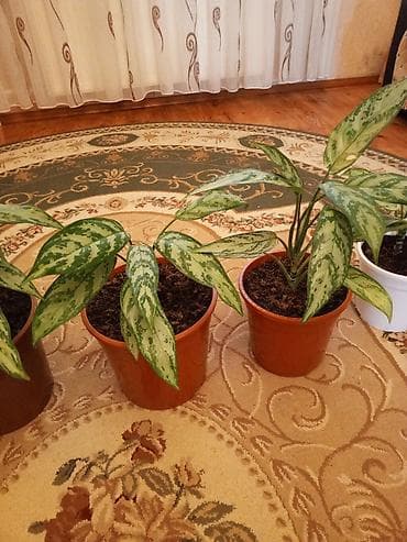 devedabani bitkisi: Aglaonema (Çin həmişəyaşılı) otaq bitkiləri - Növ: Aglaonema — 2