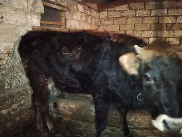 Satışda: Qaramal heyvanları (inək və dana) Xüsusiyyətlər: -
