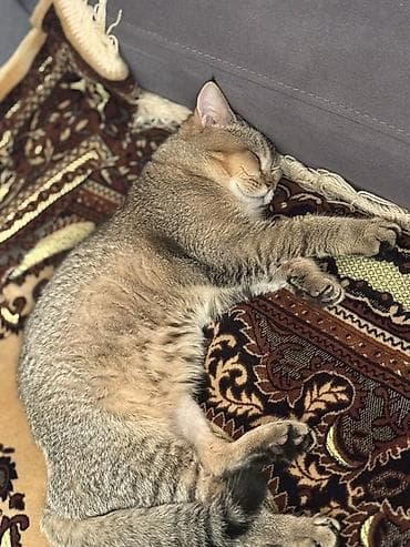 pişik sarı: Britan, Erkək, Ünvandan götürmə, Ödənişli çatdırılma — 1