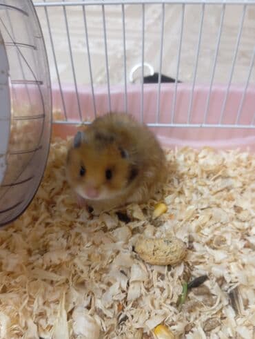 Pişiklər: Ev heyvanı – hamster (Suriya/qlodman tipli, uzun tüklü) — 3