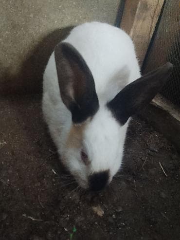 dovşan yuvası: Boz rəngli uzunqulaq dovşan - Növ: ev dovşanı - Rəng: gümüşü-boz — 5