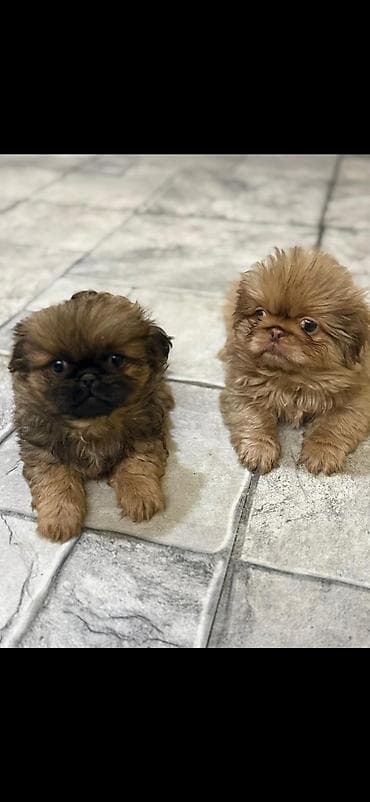 çin aslani: Pekines, 3 ay — 4