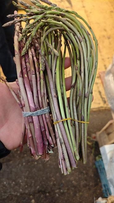 Məhsul: Yabanı qulançar (asparagus) dəstələri Təsvir: - Yığım