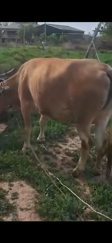 cins dana: Bir dogan qisir etlik duye — 5