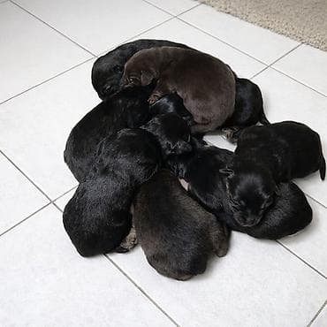 Balıqlar: Labrador-retriver — 1