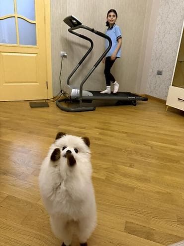 heyvan evləri: Şpitz — 3